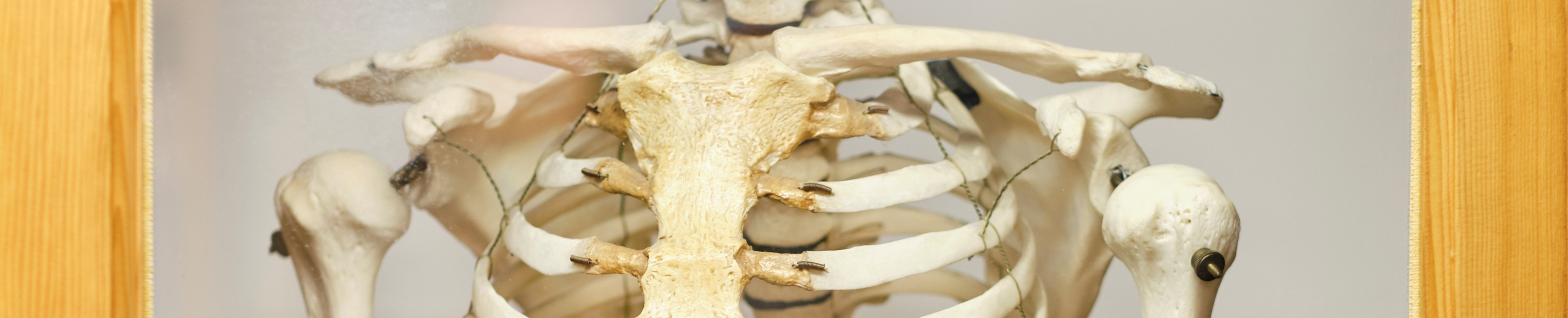 Skeleton