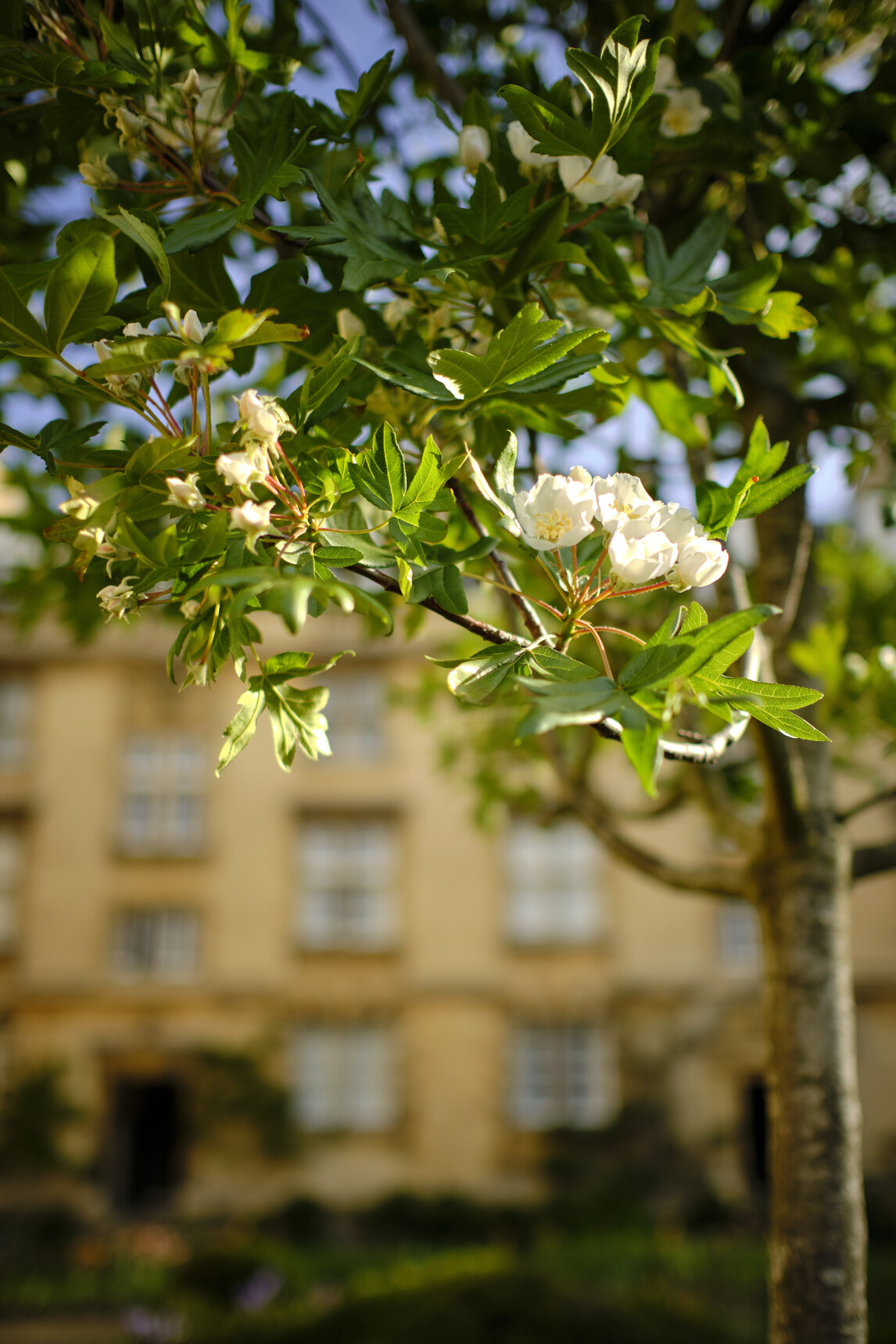 A tree in Third Court